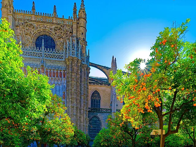 Orange trees in the Patio de los Naranjos with the cathedral's walls behind